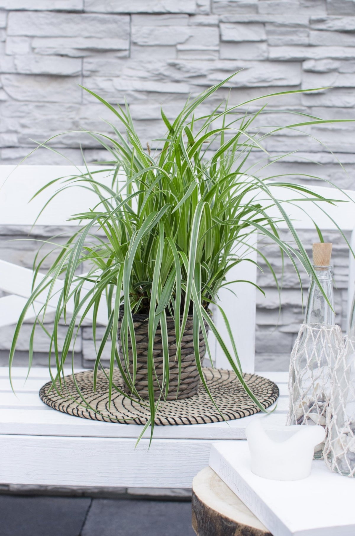 Carex morrowii ‘Ice Dance’ – Junça japonesa variegada - Verdeia - 6