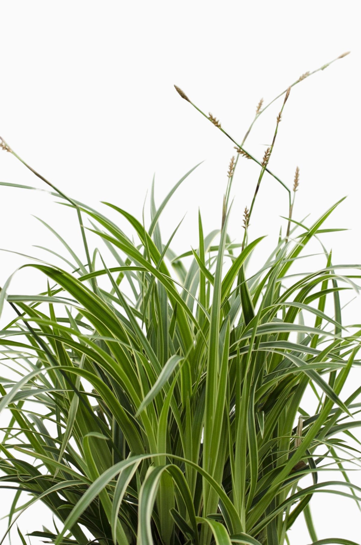 Carex morrowii ‘Ice Dance’ – Junça-do-Japão variegada - Verdeia - 5