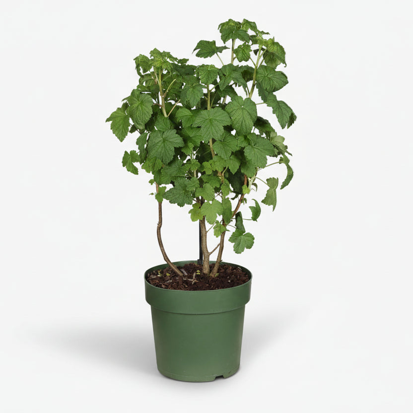 Cassissier Little Black Sugar Bio en su maceta de cultivo sobre fondo blanco