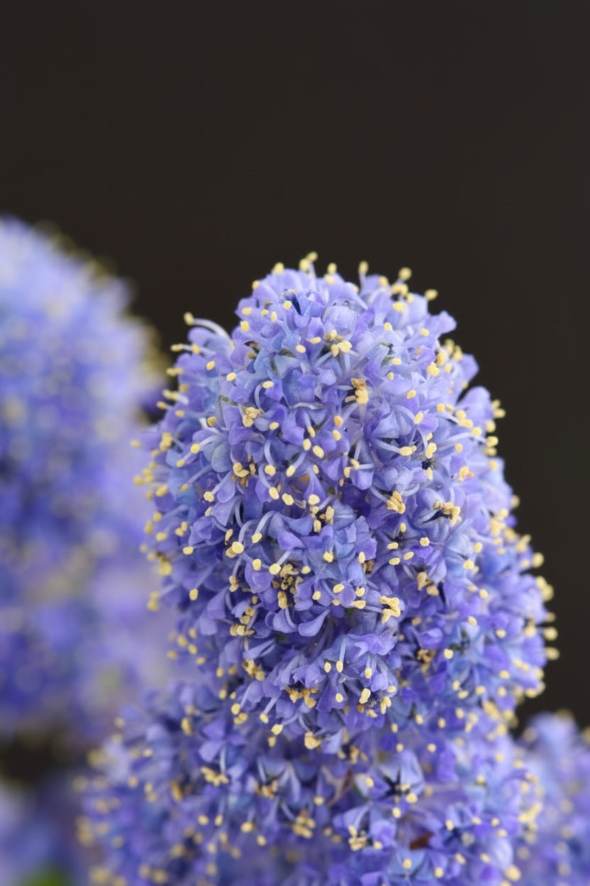 Ceanothus thyrsiflorus &
