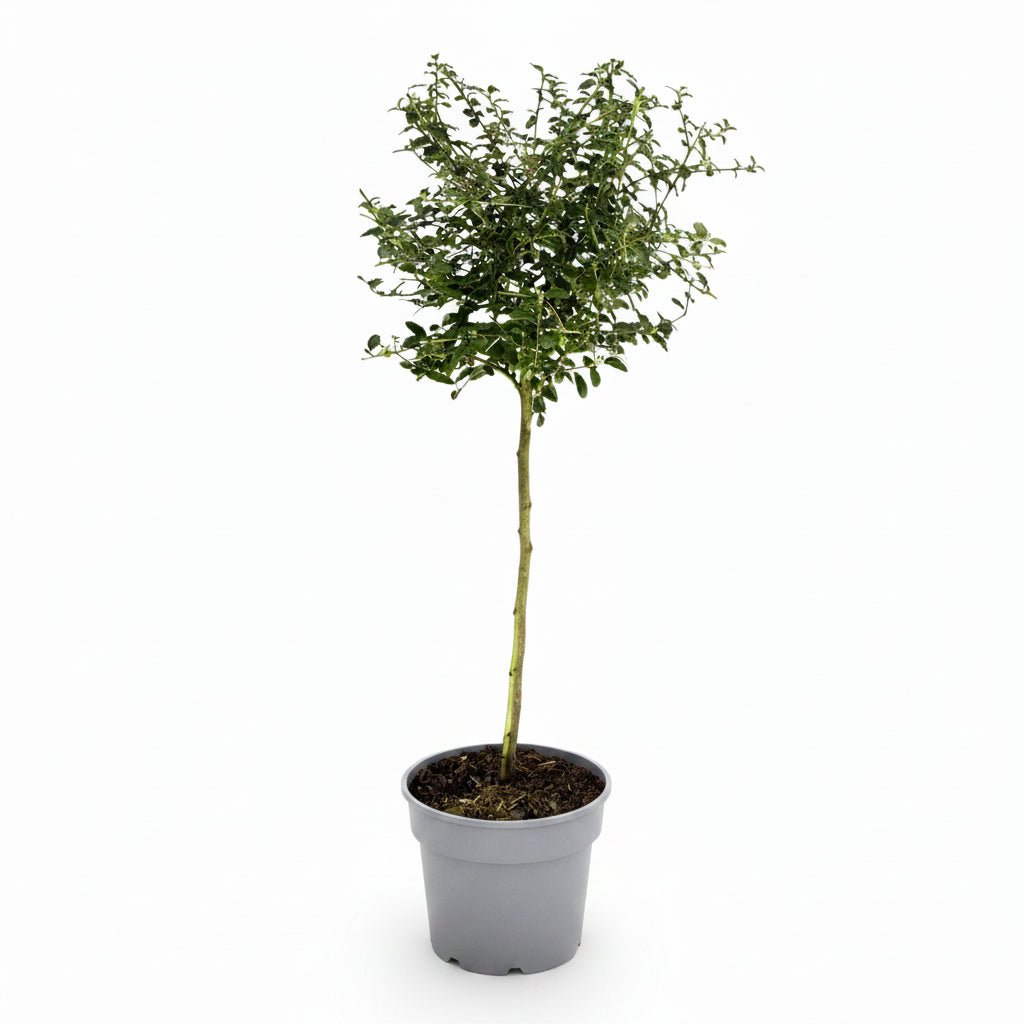 Ceanothus thyrsiflorus &