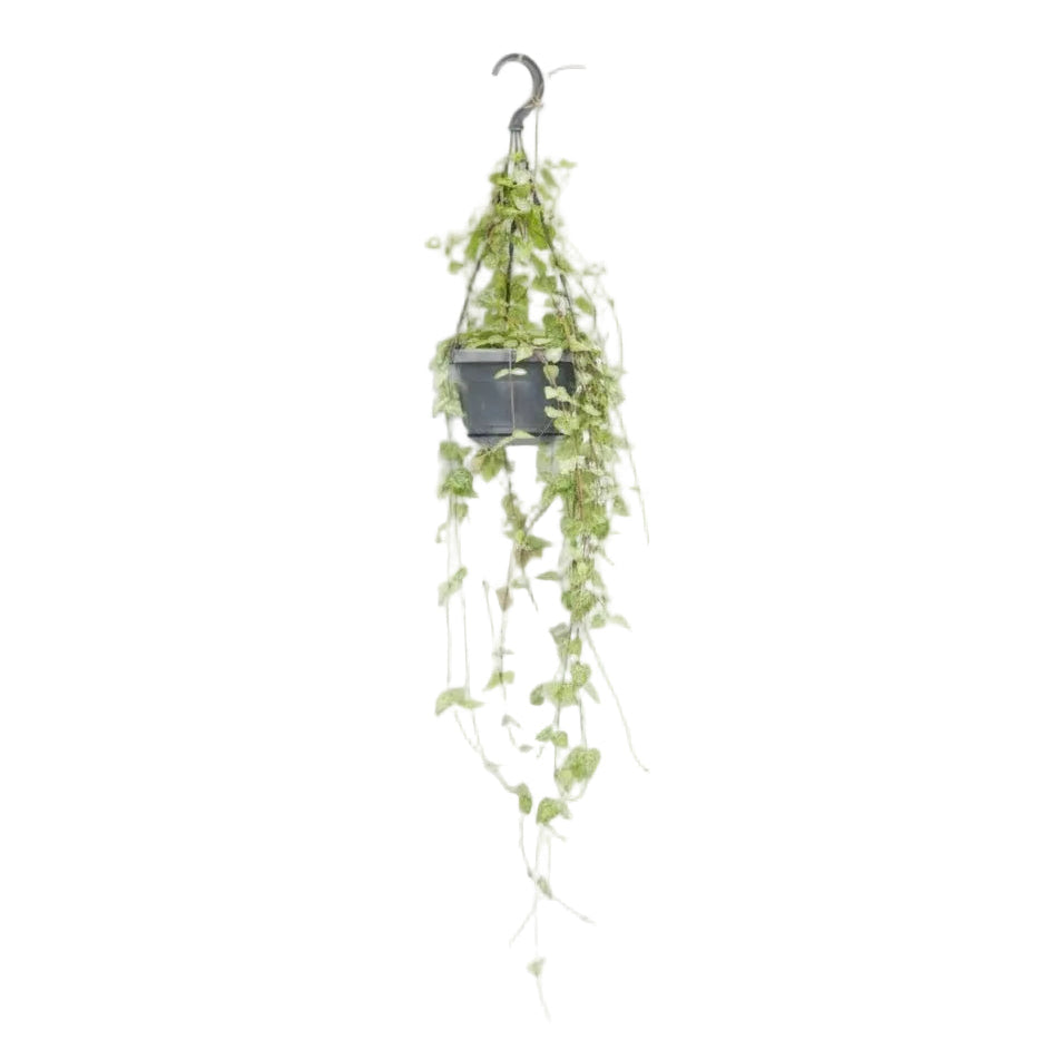 Ceropegia linearis ‘Iris’ Ø14 cm — H38 cm - Verdeia - 1