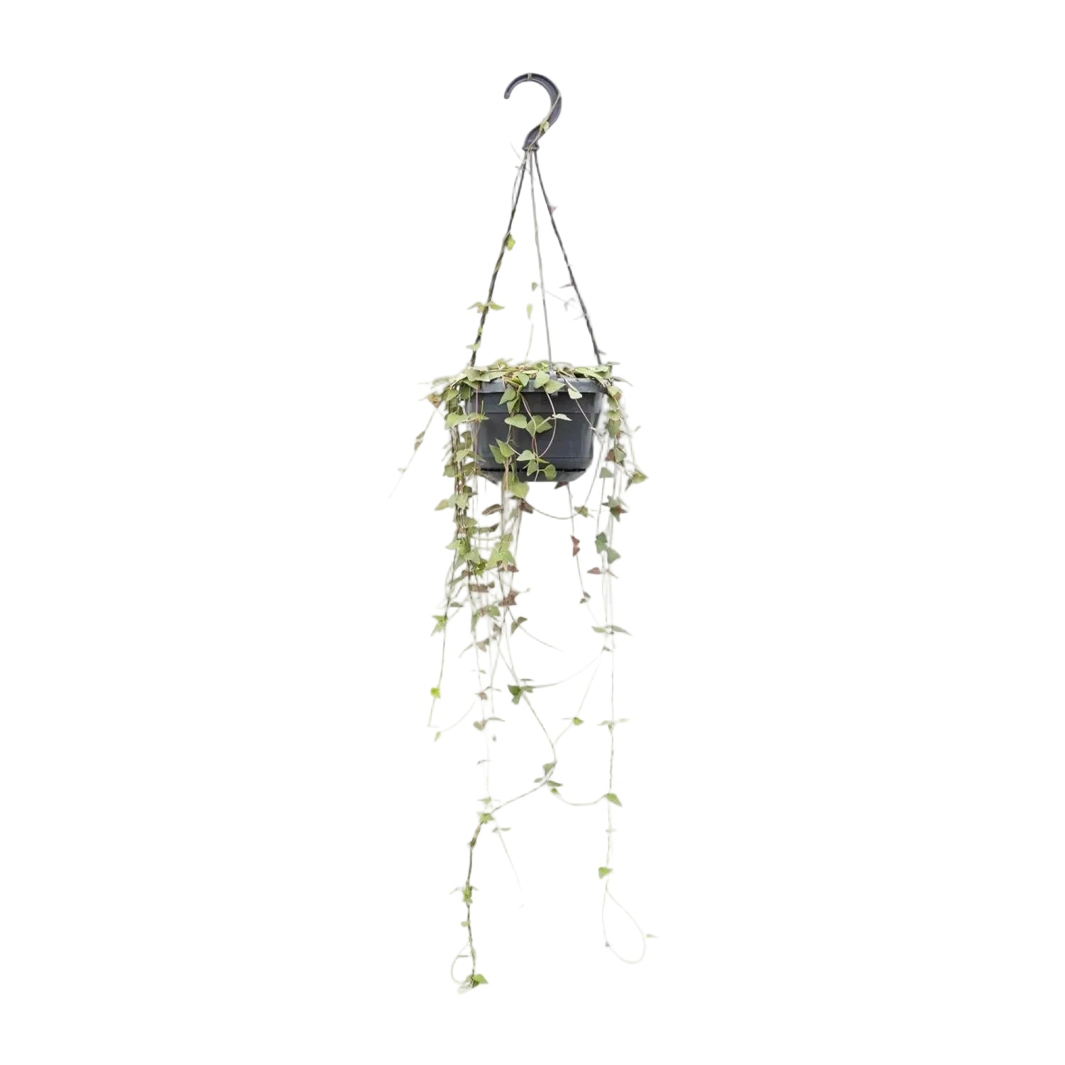 Ceropegia Linearis Remy — Ø14cm — A38cm - Verdeia - 1