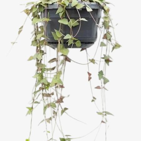 Ceropegia Linearis Remy — Ø14cm — H38cm - Verdeia - 2