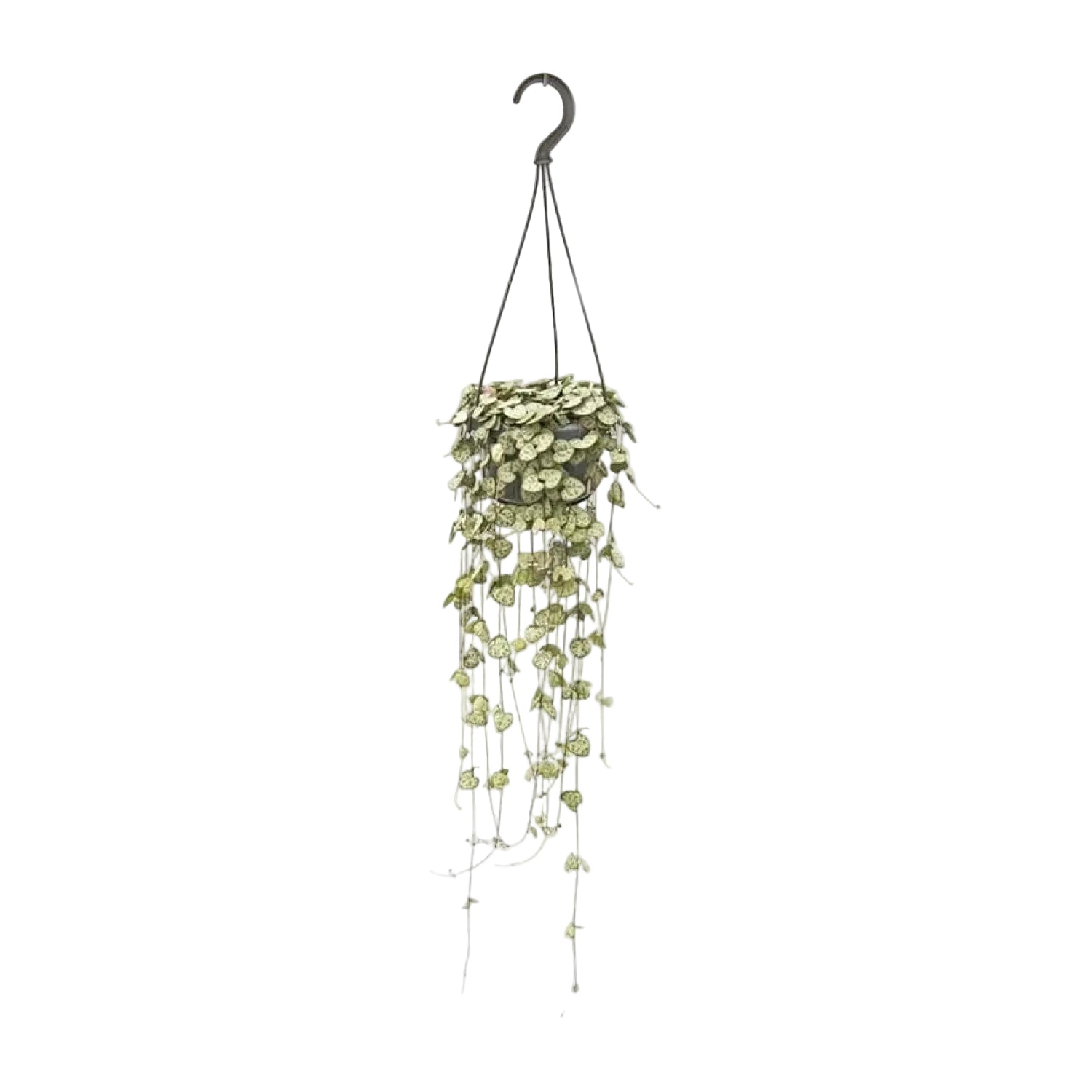 Ceropegia Woodii — Chaîne de cœurs sur fond blanc accroché avec son pot de culture avec crochet