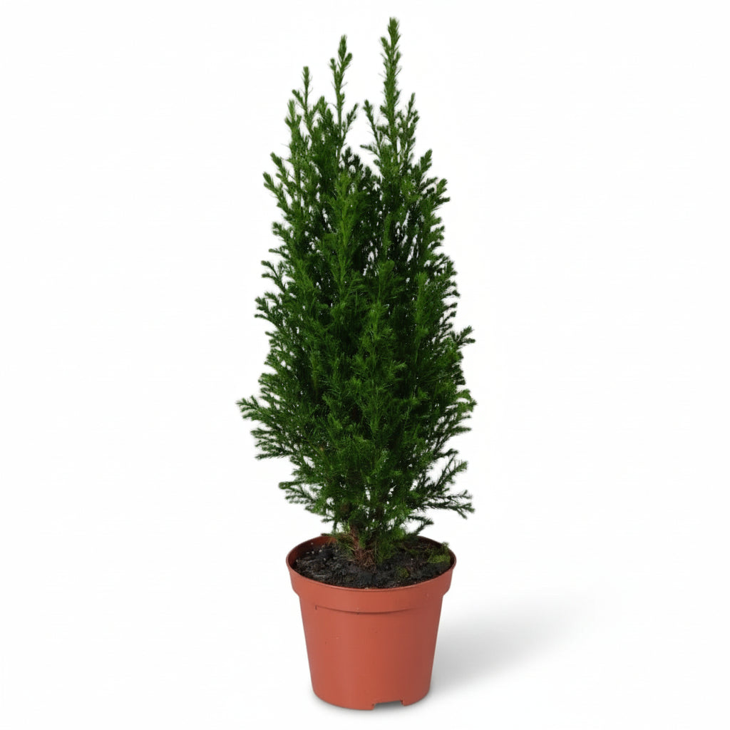Chamaecyparis lawsoniana ‘Ellwoodii’ Ø9 cm — H35 cm - Verdeia - 1