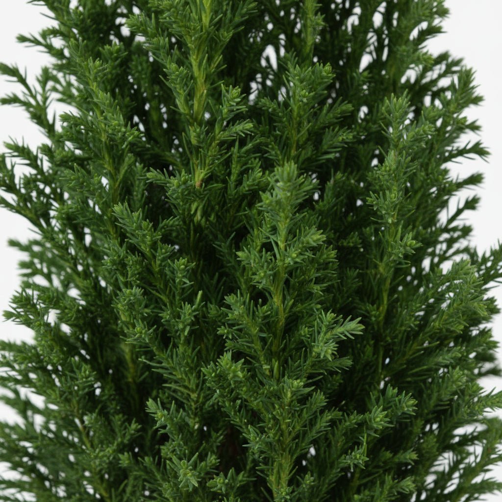 Chamaecyparis lawsoniana ‘Ellwoodii’ Ø9 cm — H35 cm - Verdeia - 2