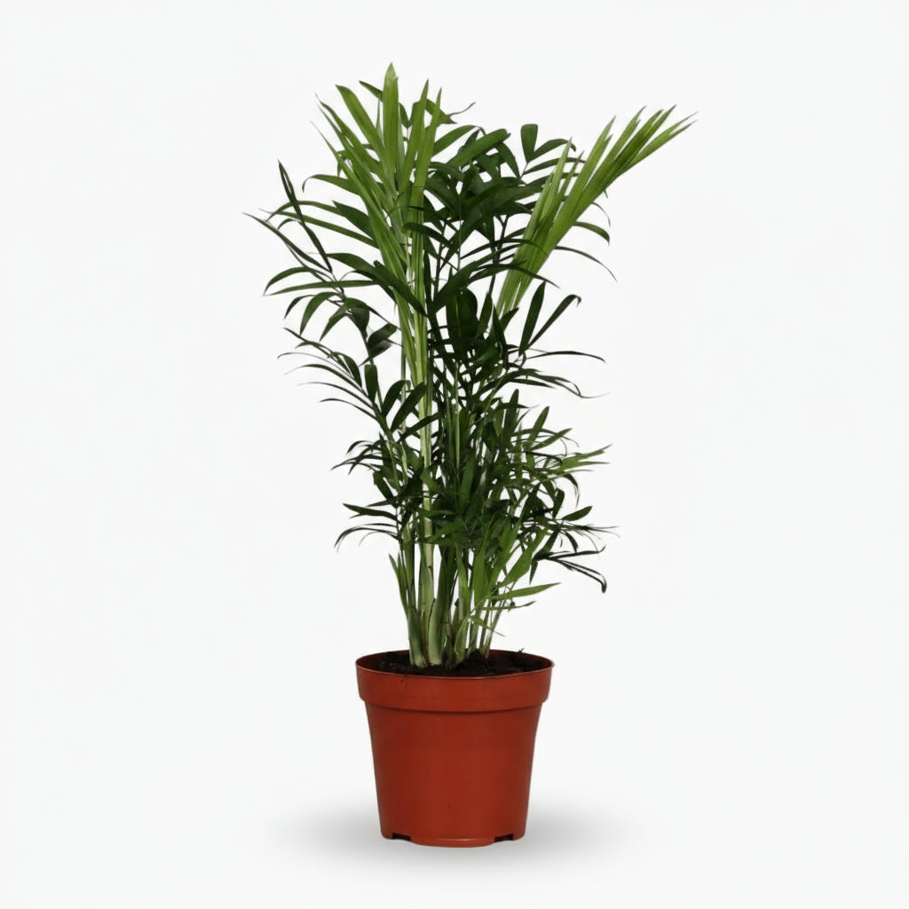 Chamaedorea Elegans – Palma de montaña mexicana - Verdeia - 1