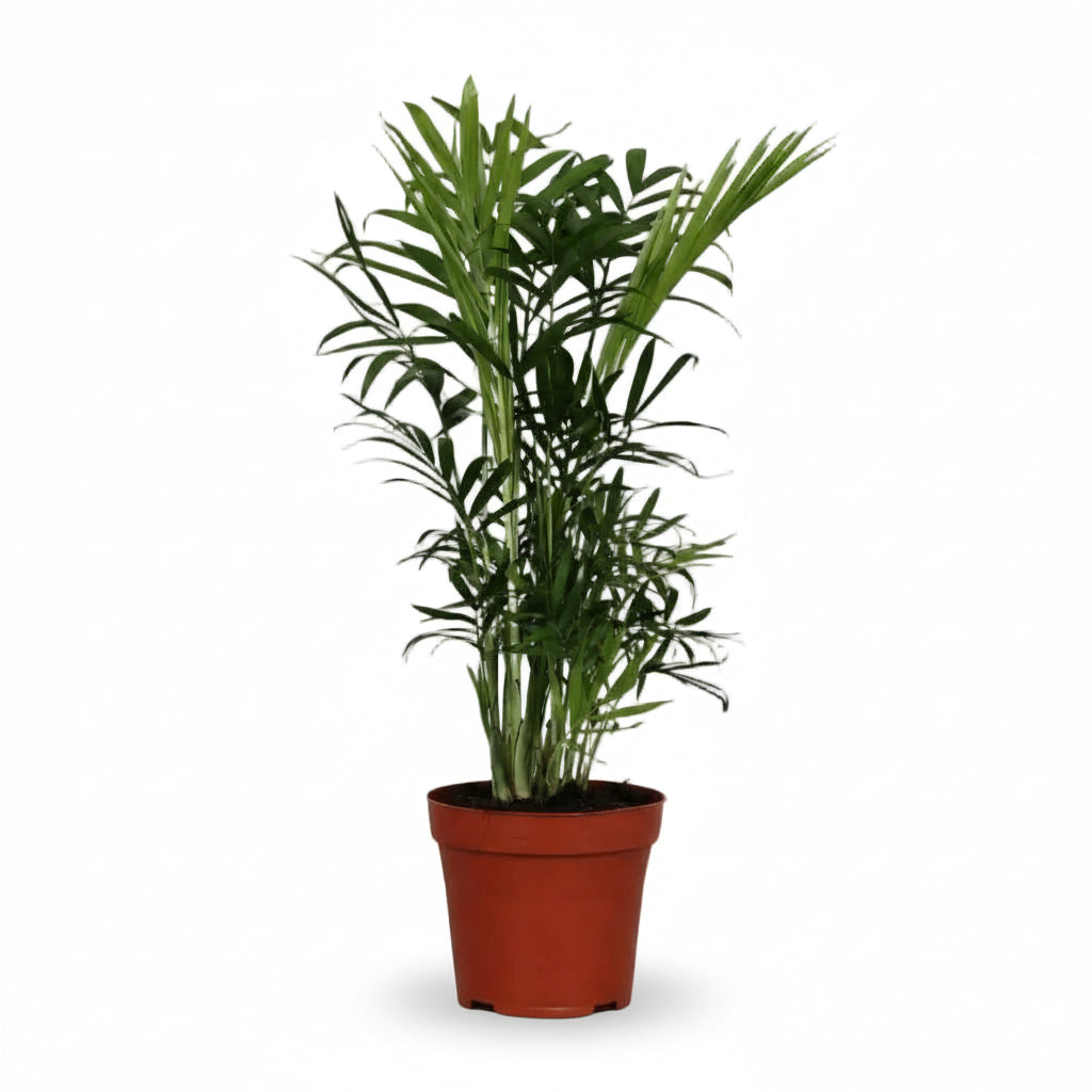 Chamaedorea Elegans – Palma de montaña mexicana - Verdeia - 1