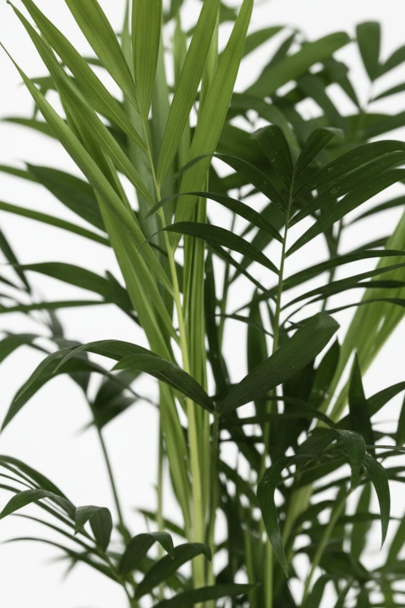 Chamaedorea elegans (Chamedora wytworna) - Verdeia - 2