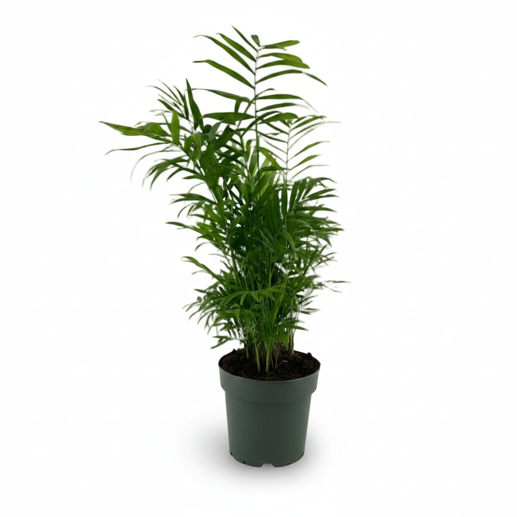 Chamaedorea Elegans – Palma de montaña mexicana - Verdeia - 4