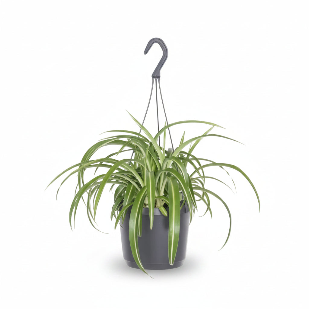 Chlorophytum comosum Bonnie (Plante araignée bouclée) - H35 cm | Pot Ø17 cm - Verdeia - 1