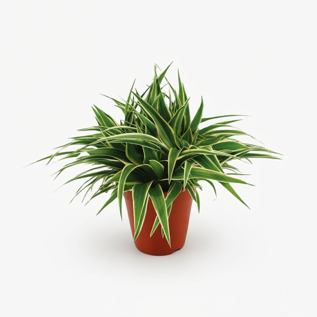Chlorophytum comosum ‘Ocean’ — Planta araña — D15 x A25 cm - Verdeia - 1