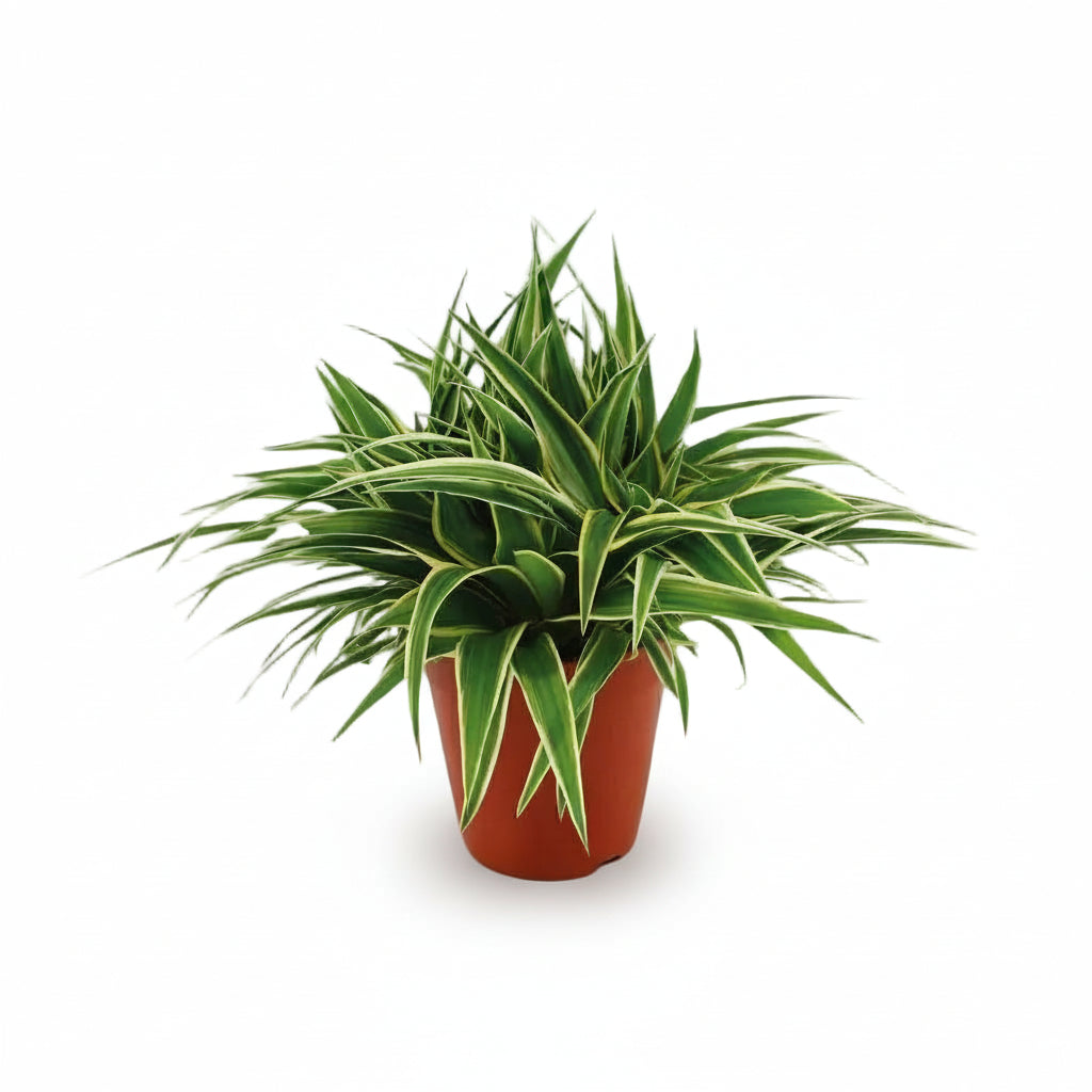 Chlorophytum comosum ‘Ocean’ — Spider plant — D15 x H25 cm - Verdeia - 1
