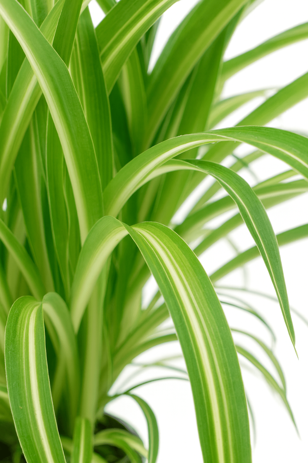 Chlorophytum comosum ‘Variegatum’ — Planta araña variegada - Verdeia - 2