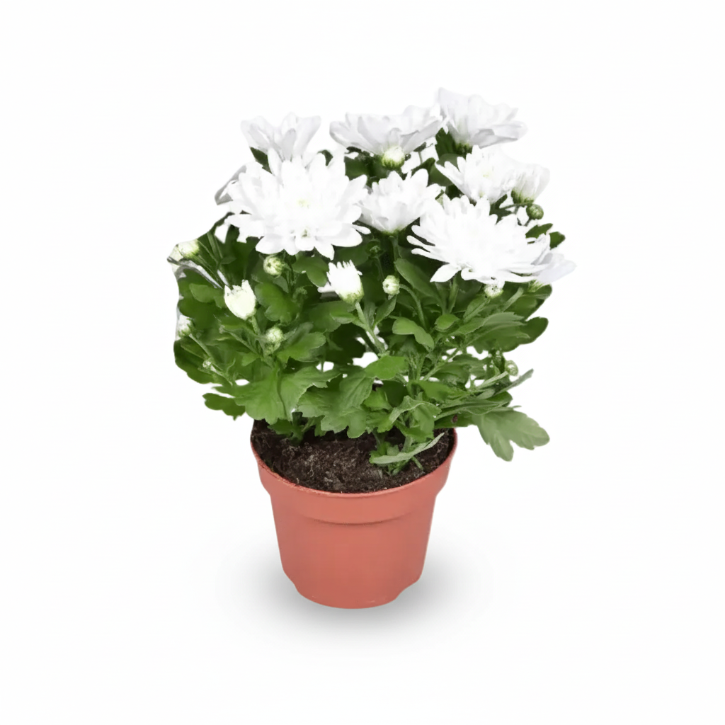 Chrysanthemum Brave — Ø12 cm — H26 cm - Verdeia - 1
