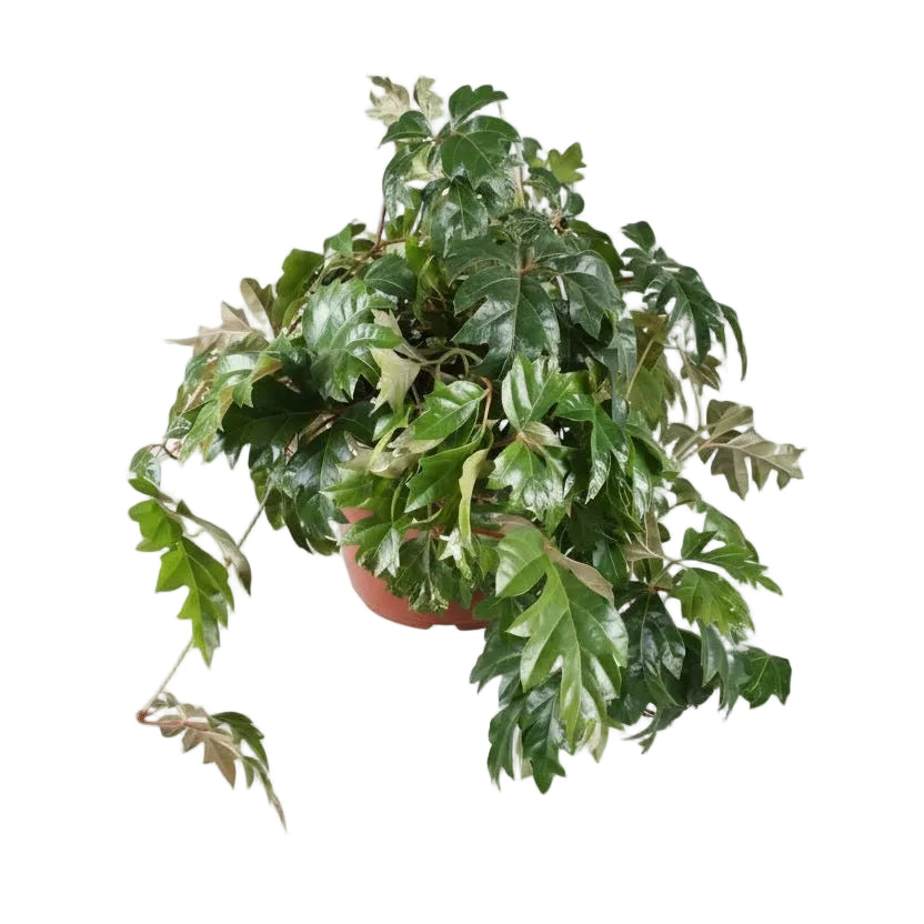 Cissus Rhombifolia Ellen Danica — Planta de interior — Ø17 cm — H70 cm - Verdeia - 1