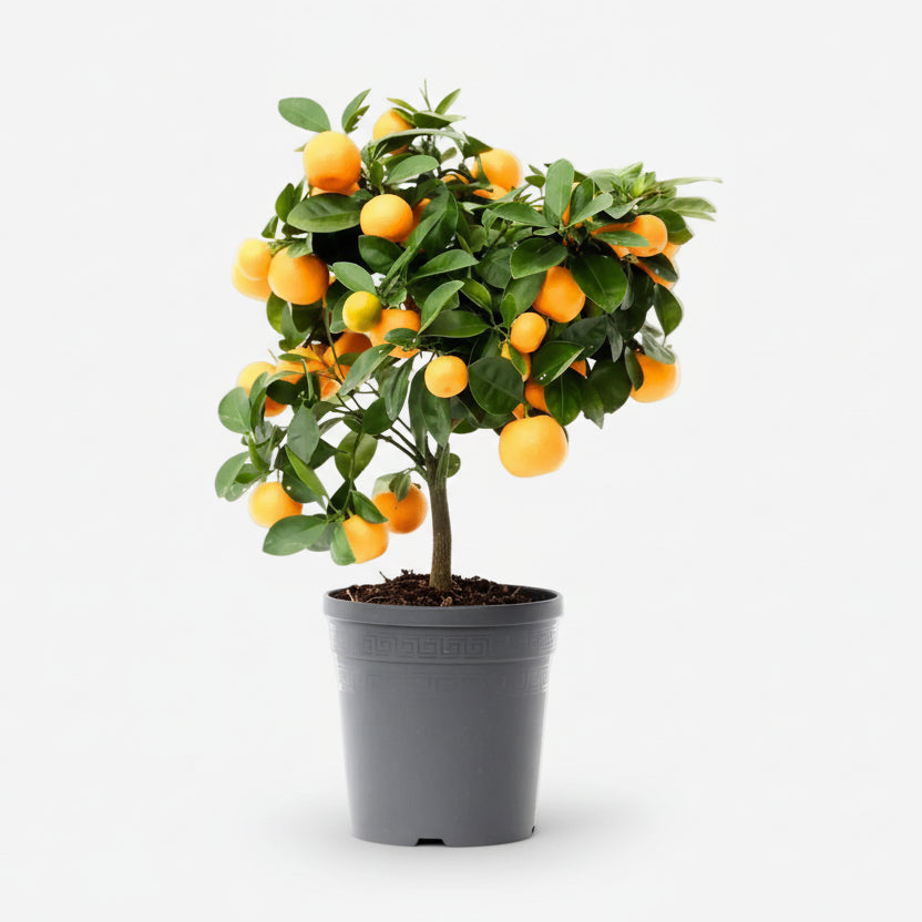 Citrus Calamondin Ø15 cm x H45 cm en maceta — naranjo cítrico para apartamento fondo blanco