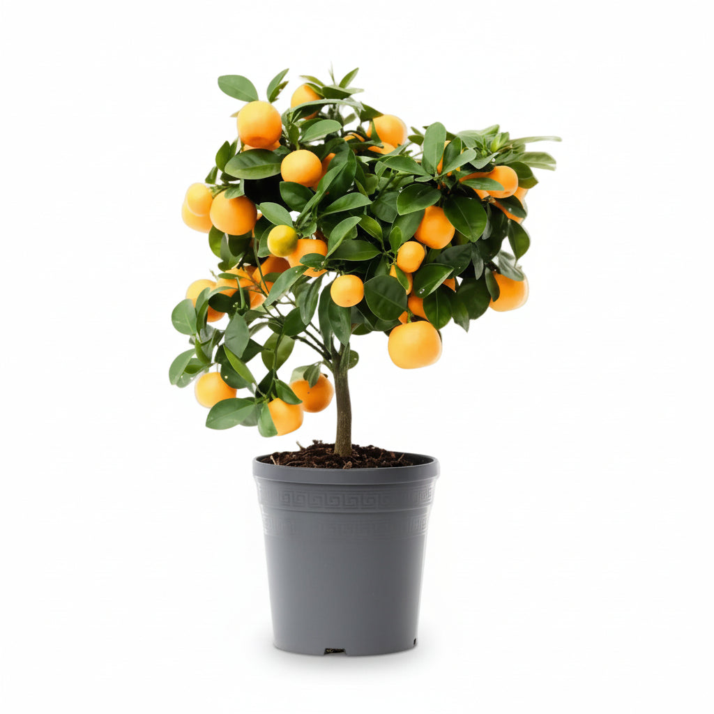 Citrus Calamondin Ø15 cm x H45 cm v květináči — pomerančovník citrus pro byt na bílém pozadí
