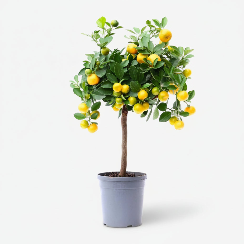 Citrus Calamondin Ø22 cm x H80 en maceta — naranjo cítrico para apartamento fondo blanco
