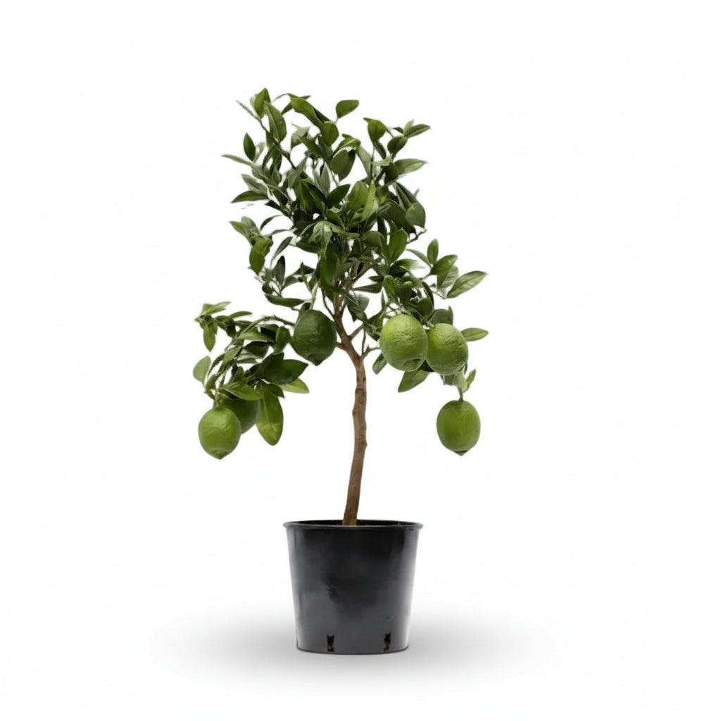 Citrus Lemon — Drzewko cytrynowe — Ø22 cm — H80 cm - Verdeia - 1