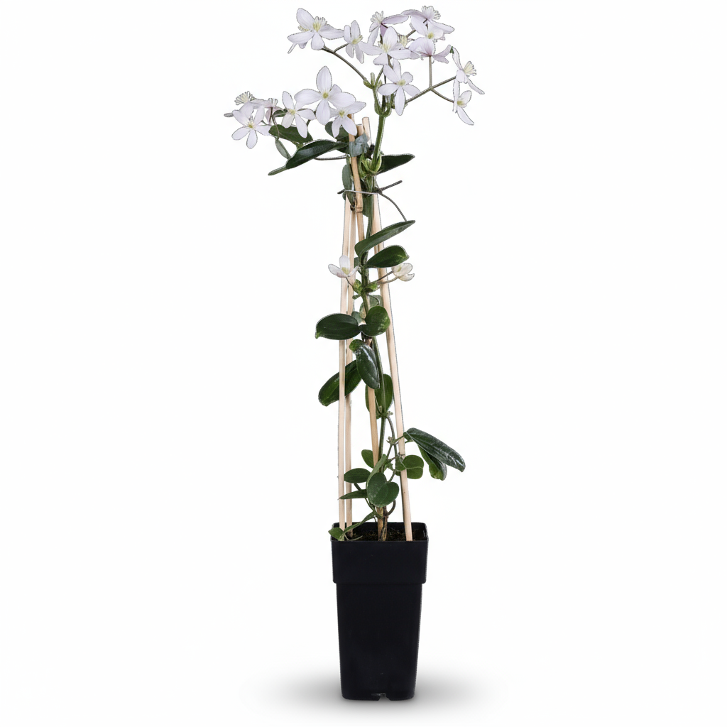 Clematis armandii ‘Apple Blossom’ – Clemàtide perenne rosa pàl·lid – D15 x H65 cm - Verdeia - 2