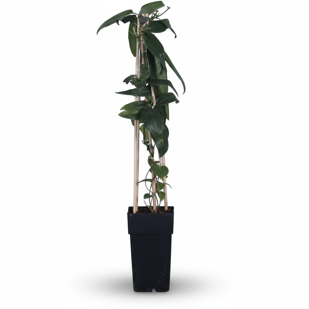 Clematis armandii – Powojnik zimozielony o białych kwiatach – D15 x H65 cm - Verdeia - 2