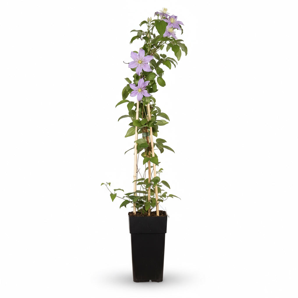 Clematis „Justa“ – lilafarbene großblütige Waldrebe – D15 x H65 cm - Verdeia - 2