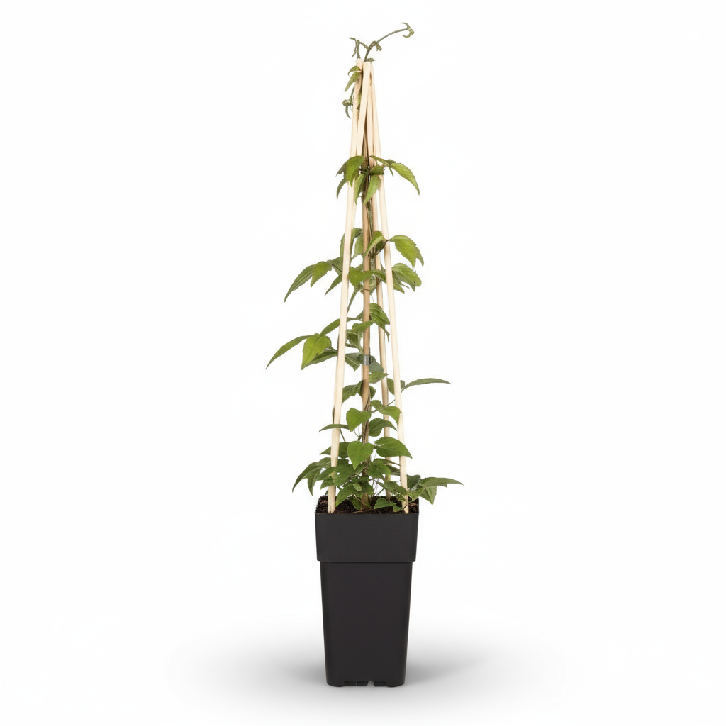 Clematis montana ‘Grandiflora’ – Clématite blanche printanière – Ø15cm – ↨65cm - Verdeia