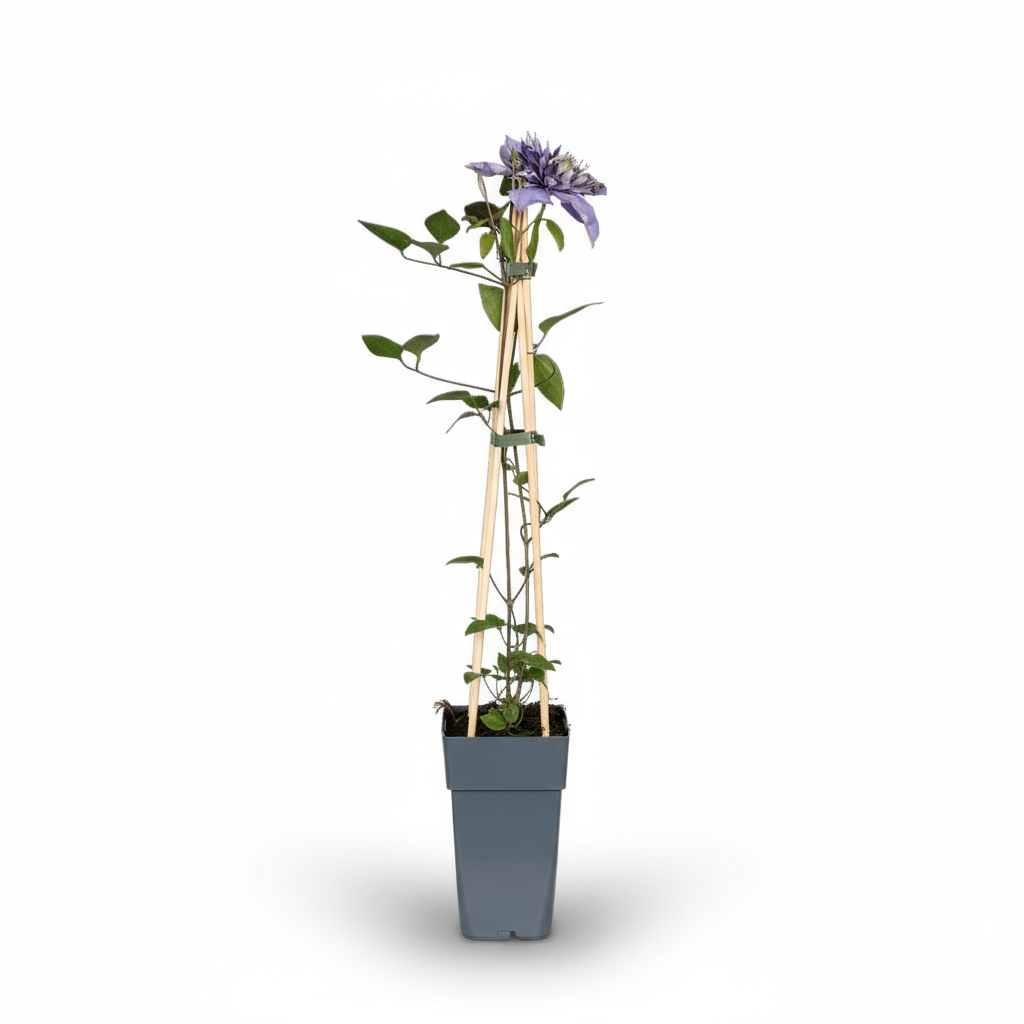 Clematis Multi Blue – Clématite bleue à grandes fleurs – D15cm x H65cm - Verdeia