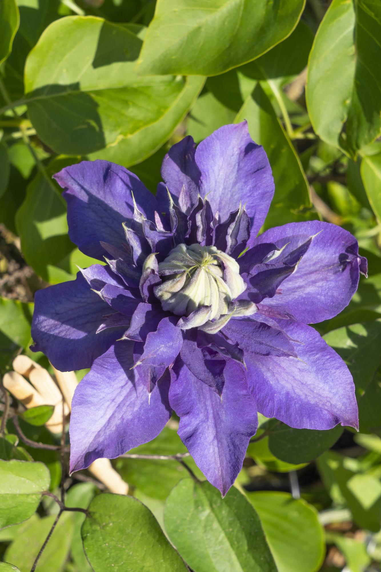 Clematis Multi Blue – Clématite bleue à grandes fleurs – D15cm x H65cm - Verdeia