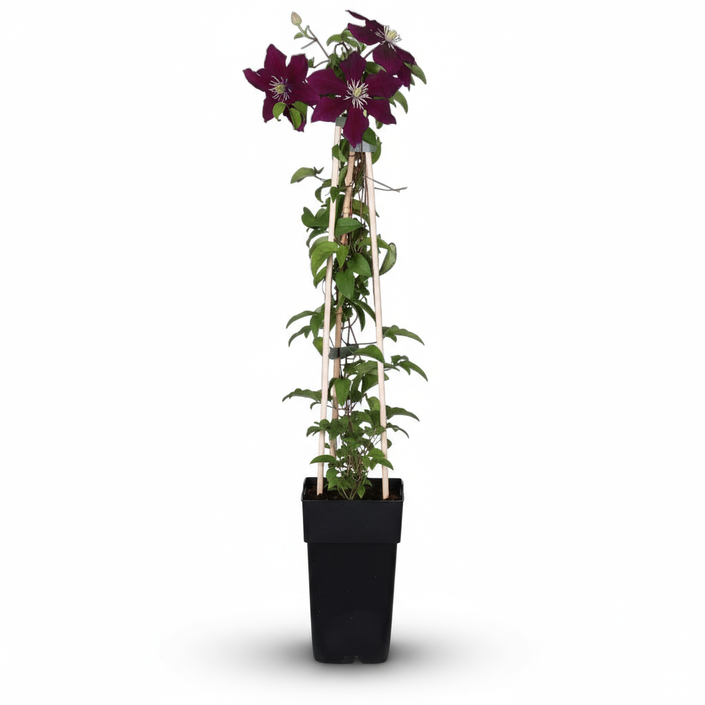 Plamének ‘Niobe’ – velkokvětý červený plamének – D15 x V65 cm - Verdeia - 2