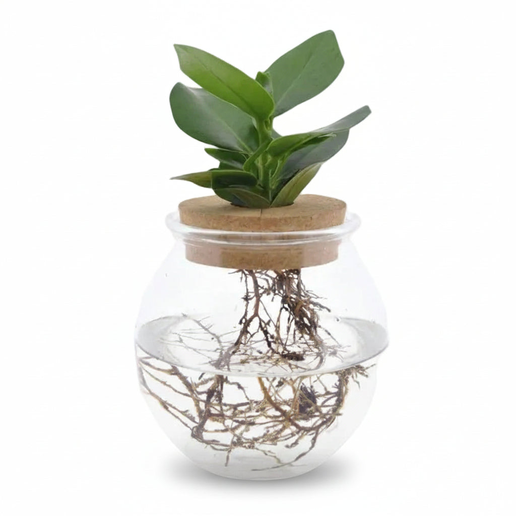 Clusia en bocal cylindre avec bouchon — Plante hydroponique — Ø12 cm — H30 cm - Verdeia - 1