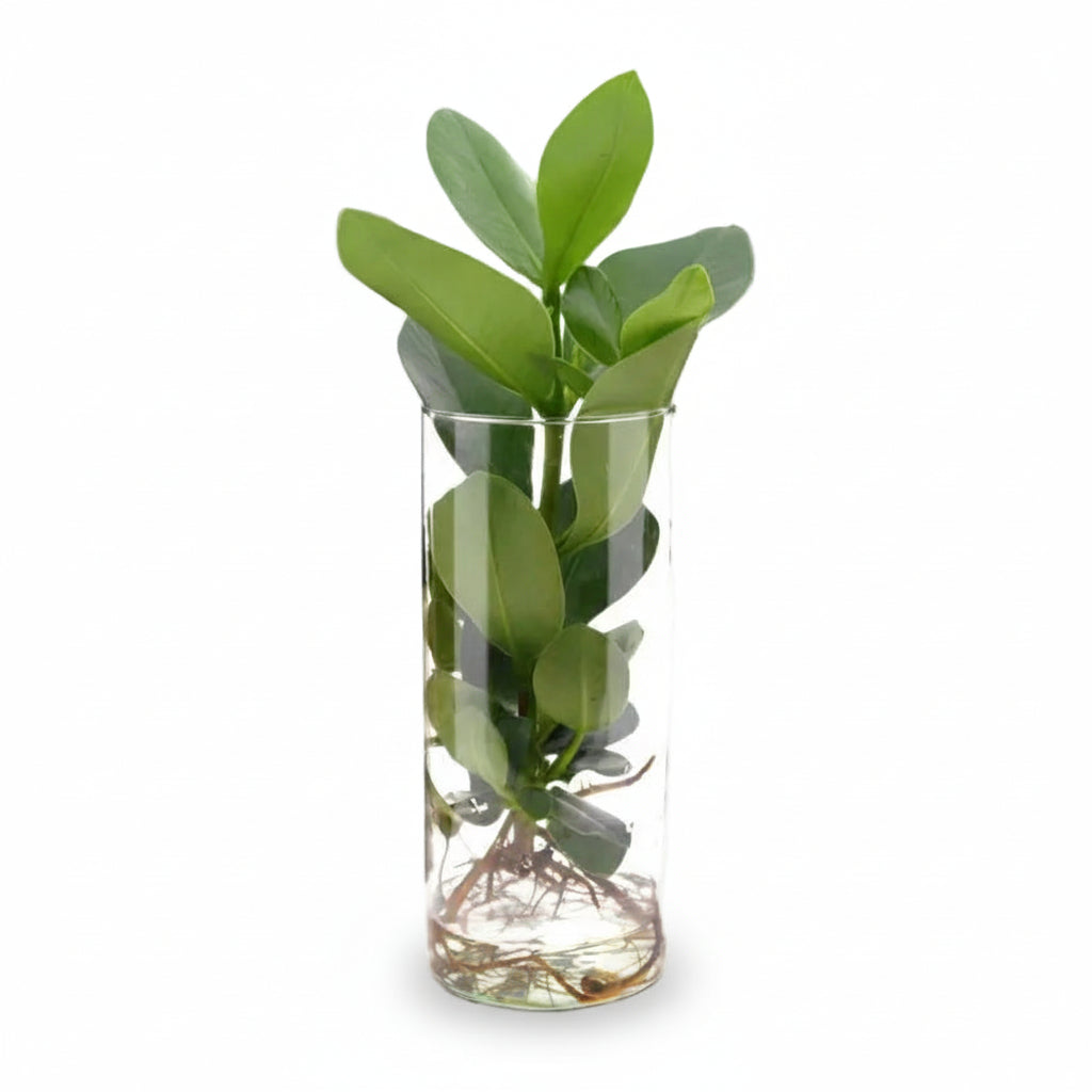 Clusia in cylindrical jar — Hydroponic plant — Ø12 cm — H30 cm - Verdeia - 1