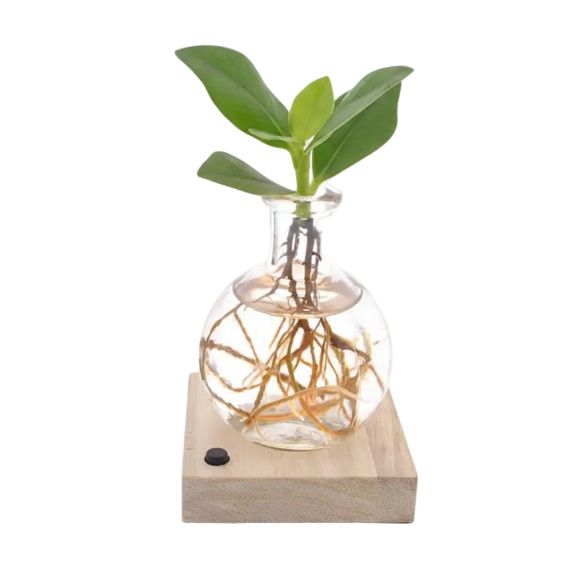 Clusia in Samoa jar with LED — Luminous hydroponic plant — Ø5 cm — H10 cm - Verdeia - 1