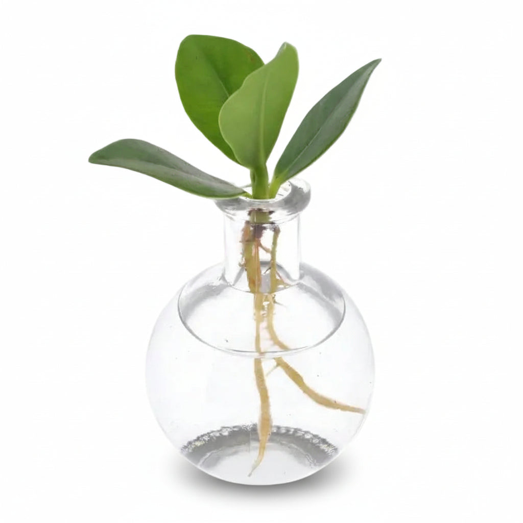 Clusia en pot Samoa — Planta hidropònica mini — Ø5 cm — H10 cm - Verdeia - 1