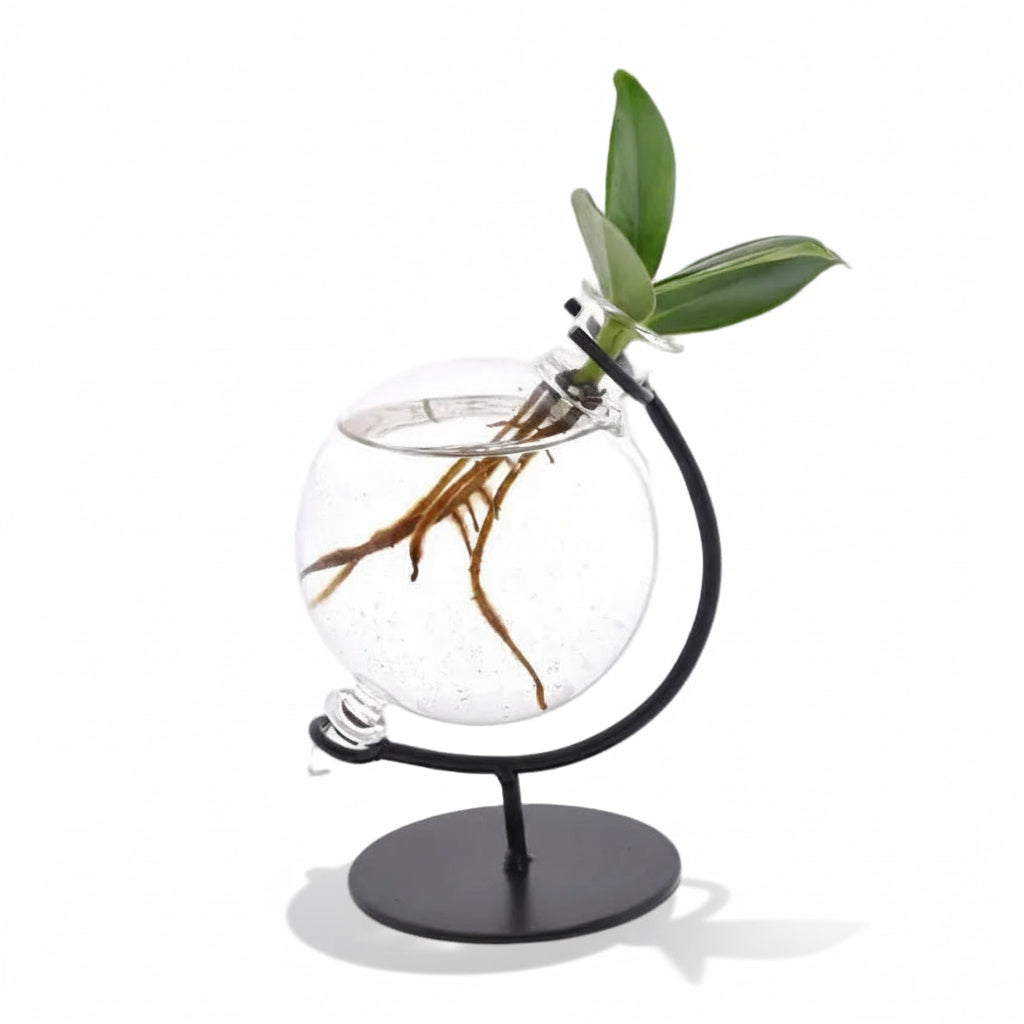 Clusia i glas Victoria — Mini hydroponisk plante — Ø5 cm — H10 cm - Verdeia - 1