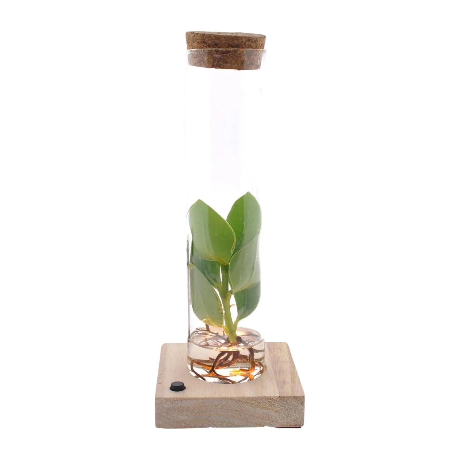 Clusia en tub de vidre amb LED — Ø5 cm — H10 cm - Verdeia - 1