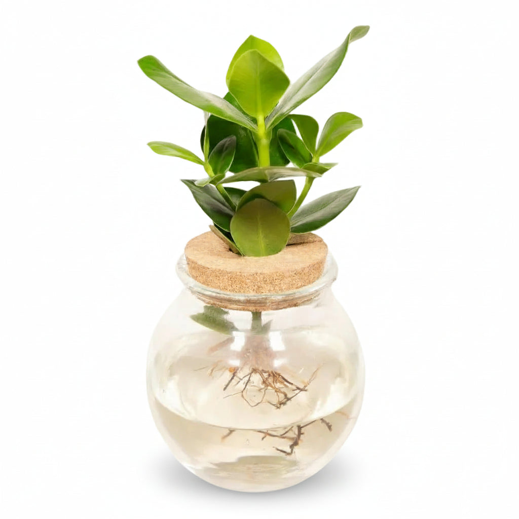 Clusia hydroponique en verre boule avec bouchon de liège – D12 x H30 cm - Verdeia - 1