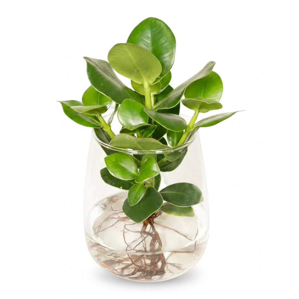 Clusia hidropónica en vidrio Kingston – D12 x H30 cm - Verdeia - 1