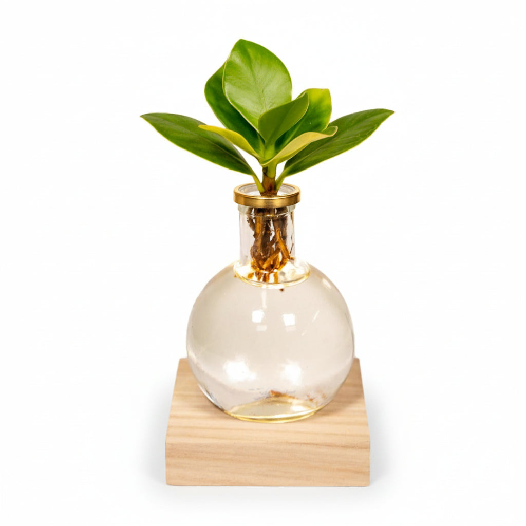 Clusia hidropónica en vidrio Samoa con LED – D4 x A10 cm - Verdeia - 1