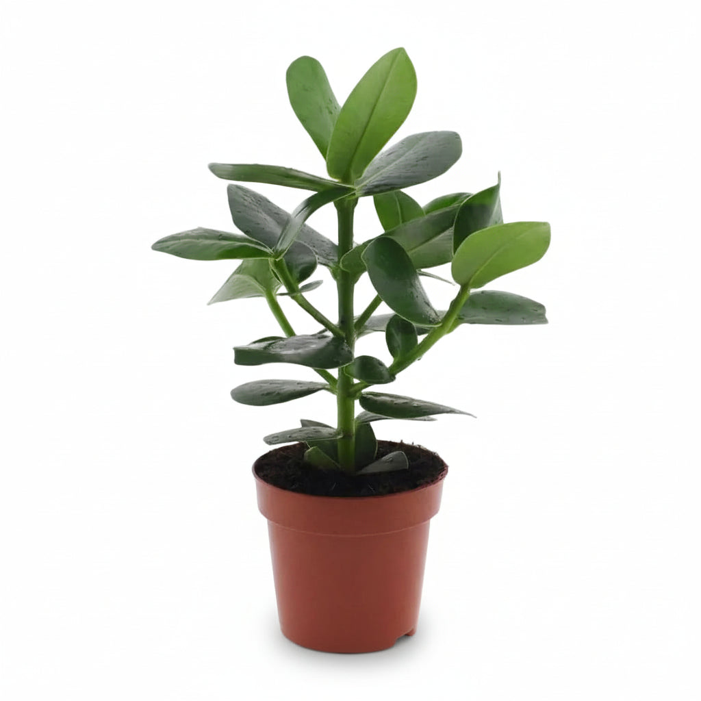 Clusia rosea ‘Princess’ – Autograftræ - Verdeia - 4