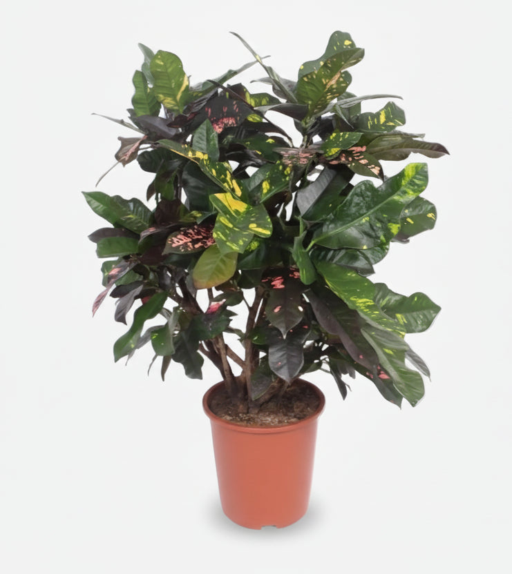 Codiaeum Magnificent — Croton sobre fondo blanco