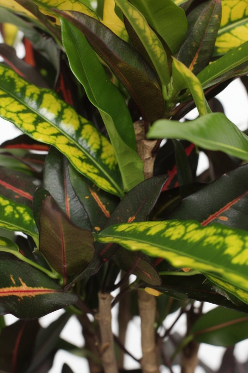 Codiaeum &