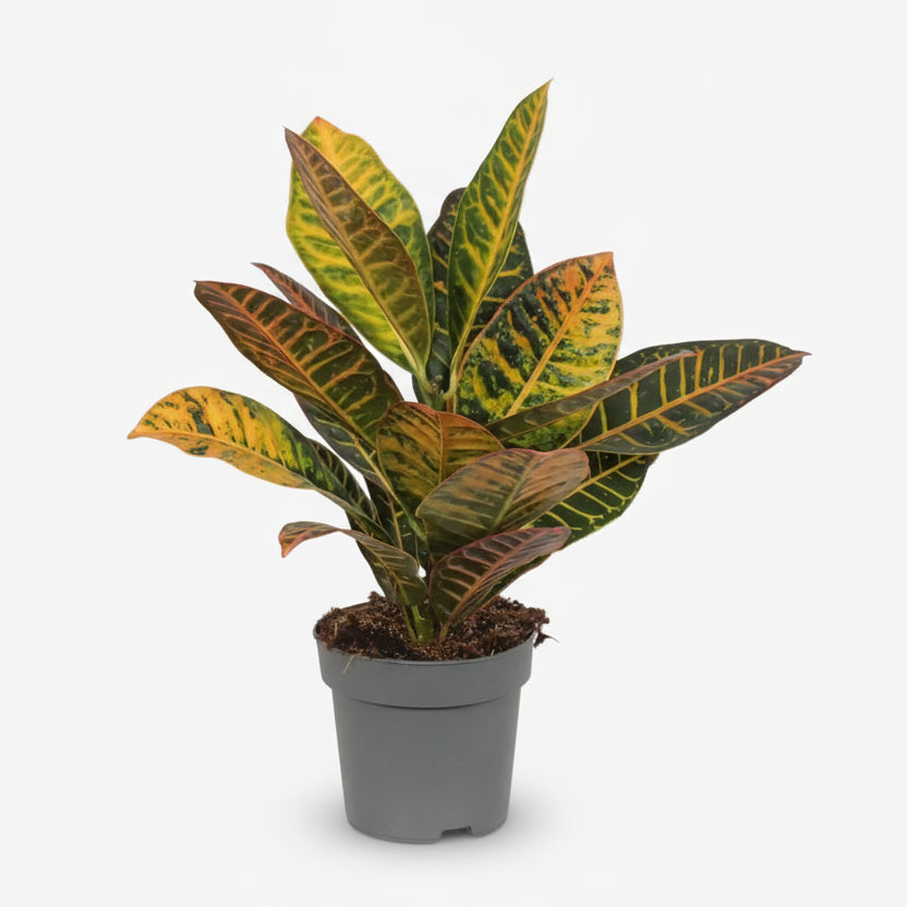 Codiaeum Petra — Croton colorido - Verdeia - 1