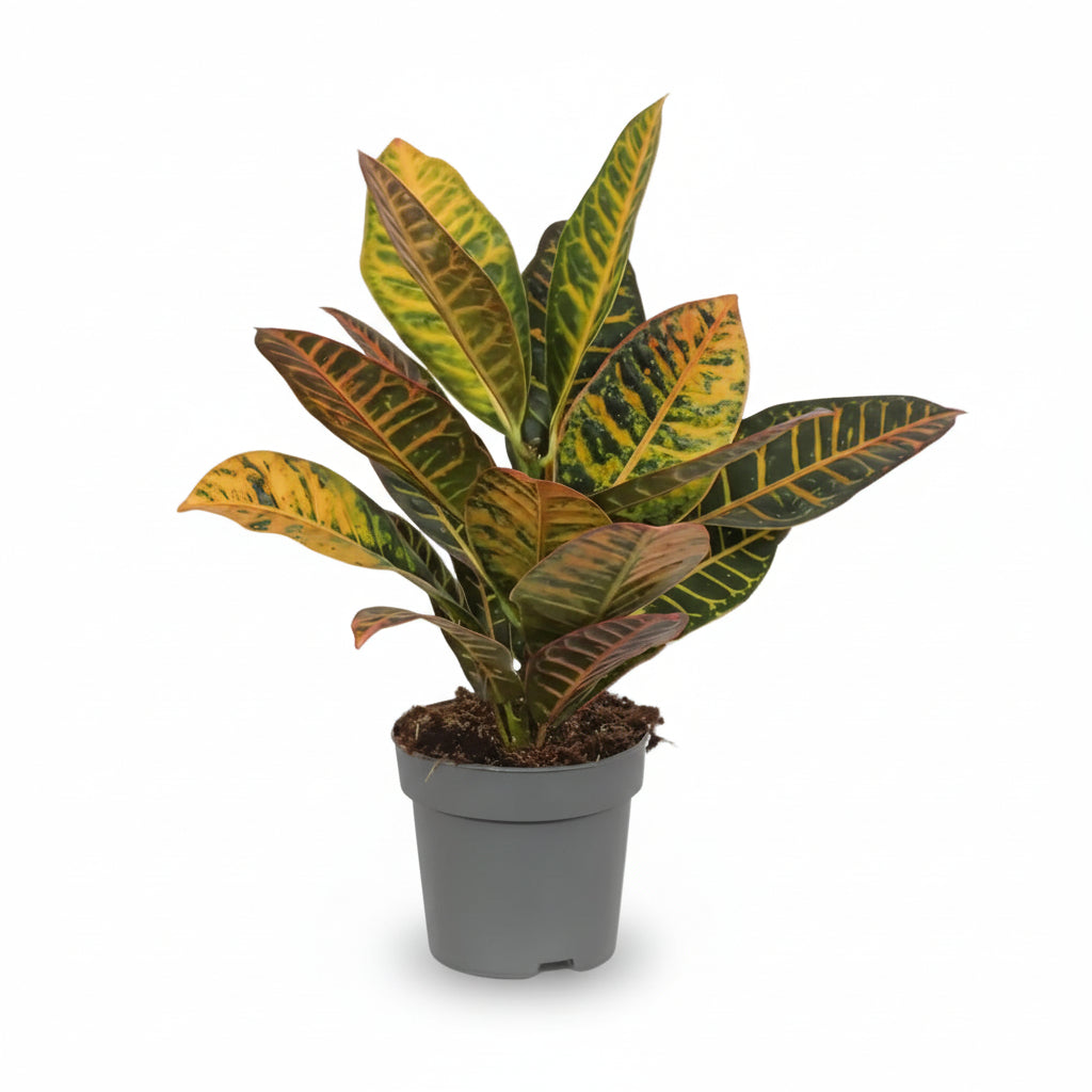 Codiaeum Petra — Croton colorido - Verdeia - 1