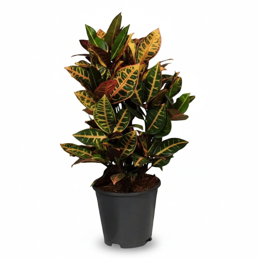 Codiaeum Petra — Croton colorido - Verdeia - 4