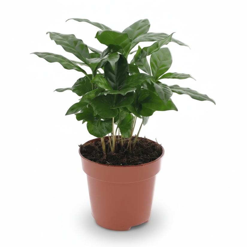 Coffea arabica – Cafè - Verdeia - 5