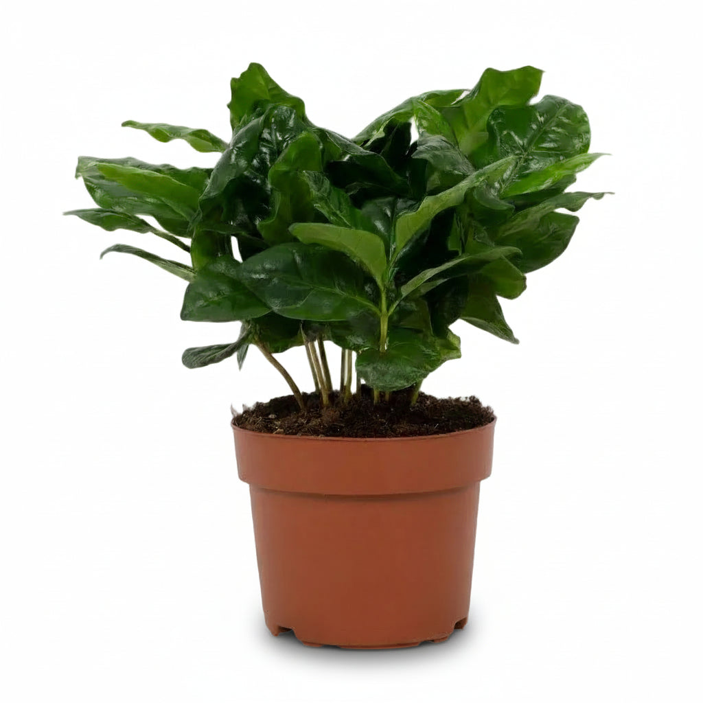 Coffea arabica – Cafè - Verdeia - 4