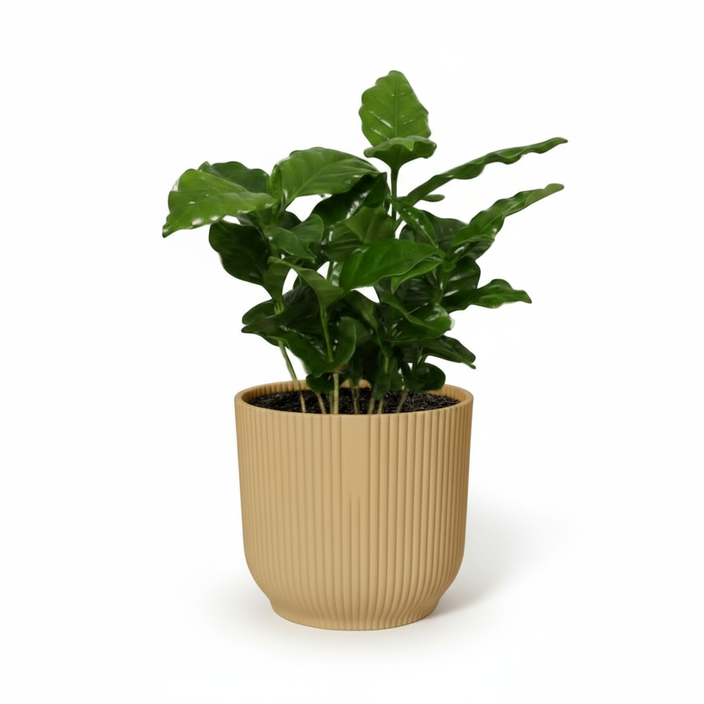 Coffea arabica – Caféier - Verdeia